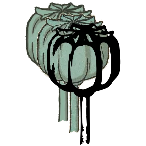 Poppy capsule on stem