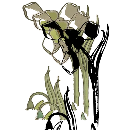 Three-petalled flower with strap leaves