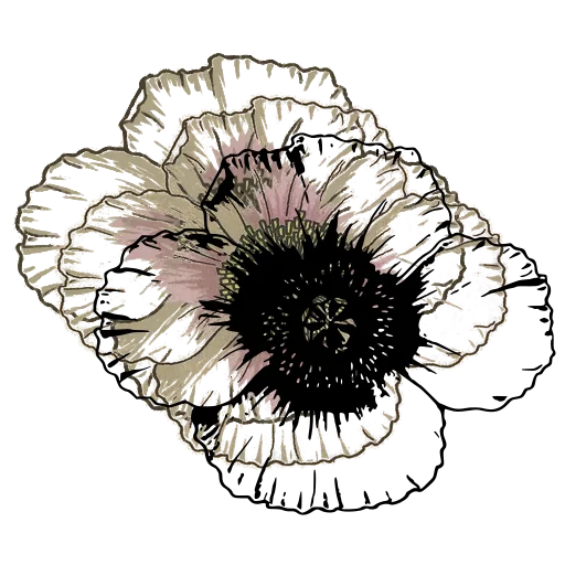 Open poppy bloom