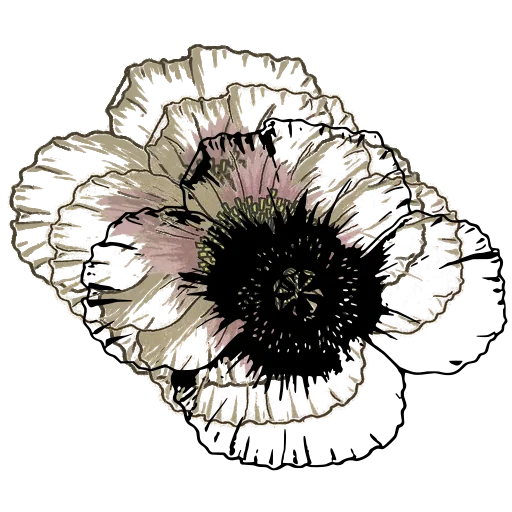 Open poppy bloom