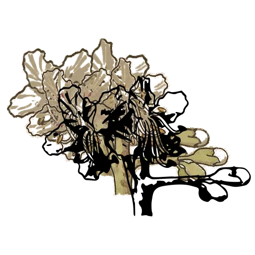 Flowering spray with buds