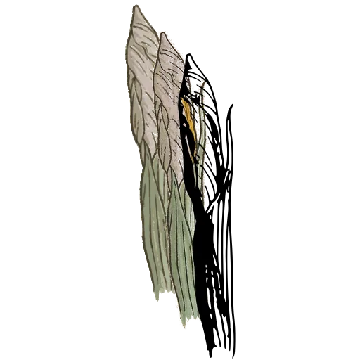 Furled leaf bud