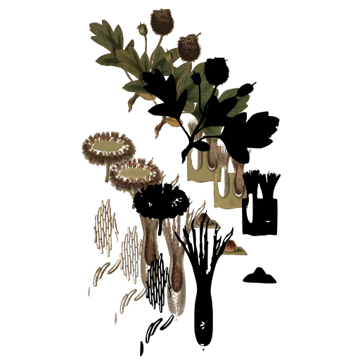 Fungus and moss silhouettes