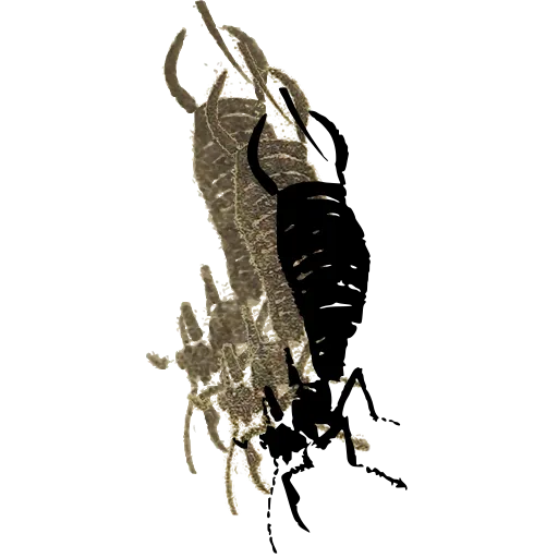 Earwig