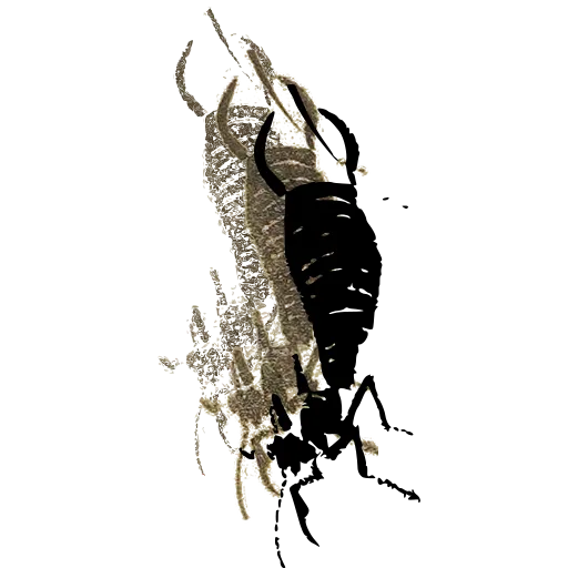 Earwig