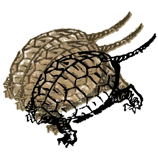 Turtle 01
