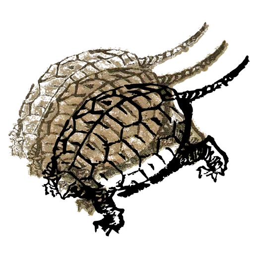 Turtle 01