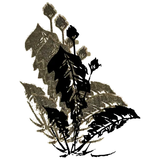 Leafy plant