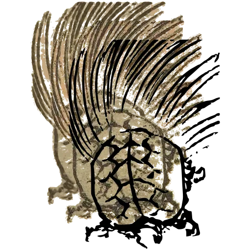 Turtle with a hairy tail 01