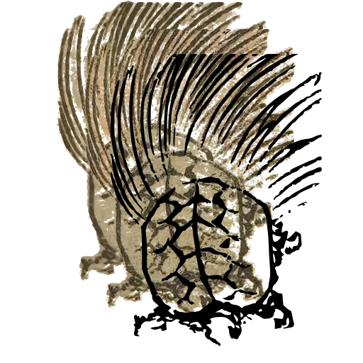 Turtle with a hairy tail 01