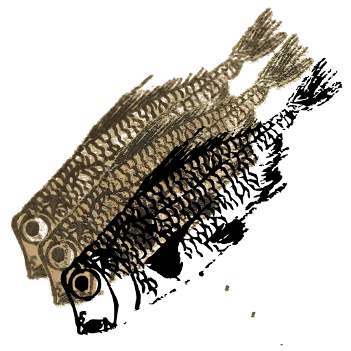 Carp 01