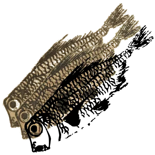 Carp 01