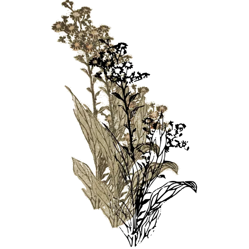 Flowering grasses