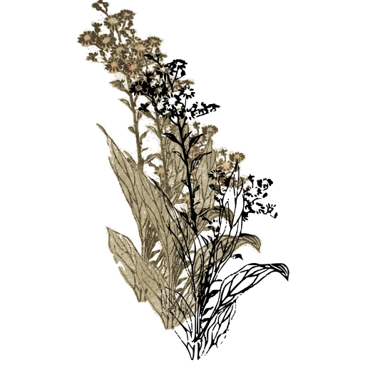 Flowering grasses
