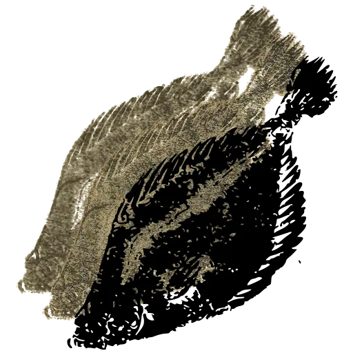 Flatfish