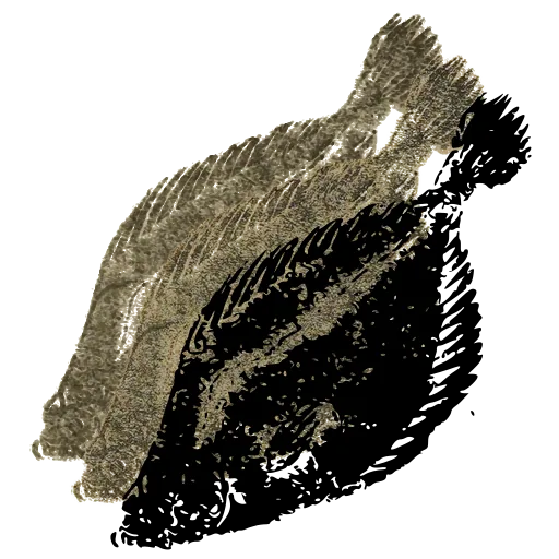 Flatfish