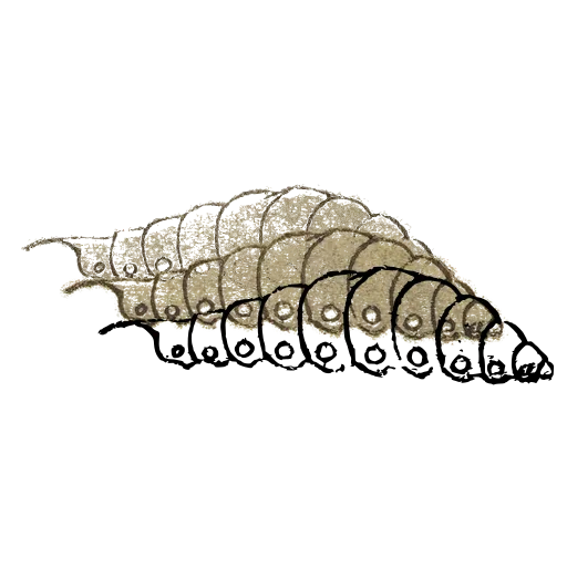 Caterpillar