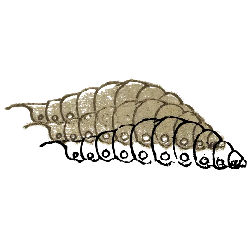 Caterpillar