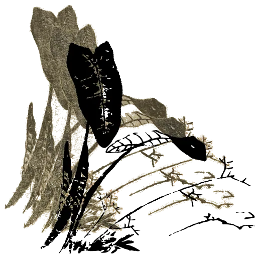 Water plants