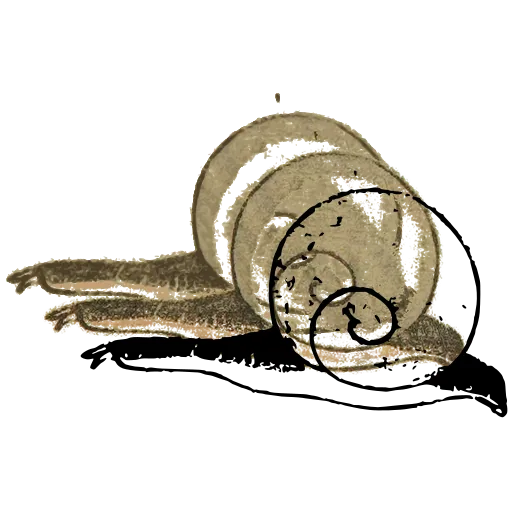 Snail