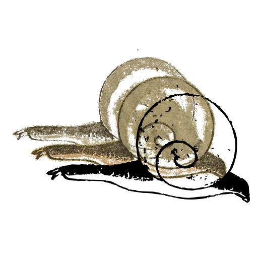 Snail