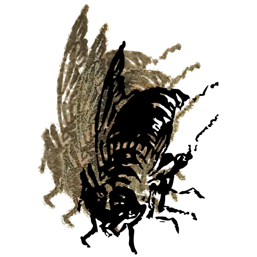 Cicada