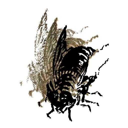 Cicada