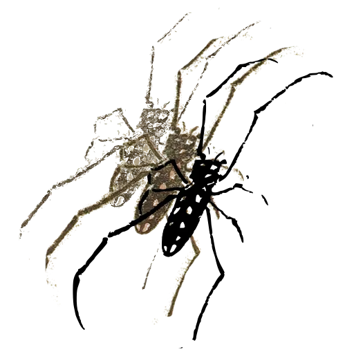 Longhorn beetle