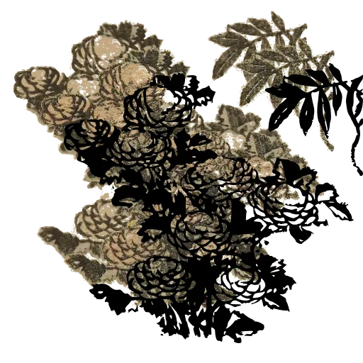Chrysanthemum bush