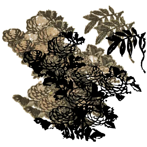Chrysanthemum bush