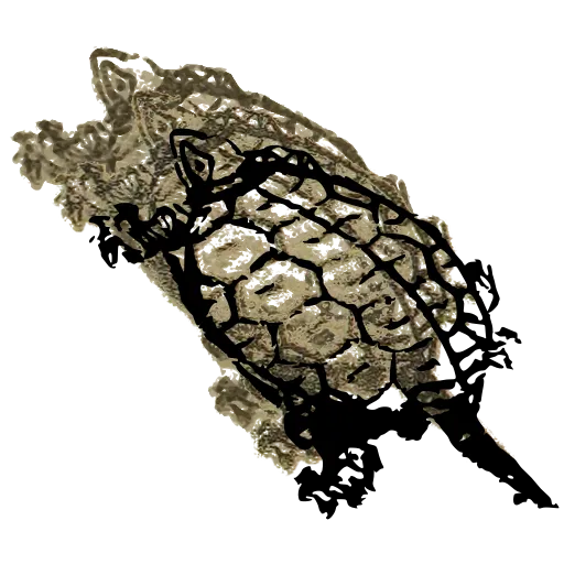 Turtle 02