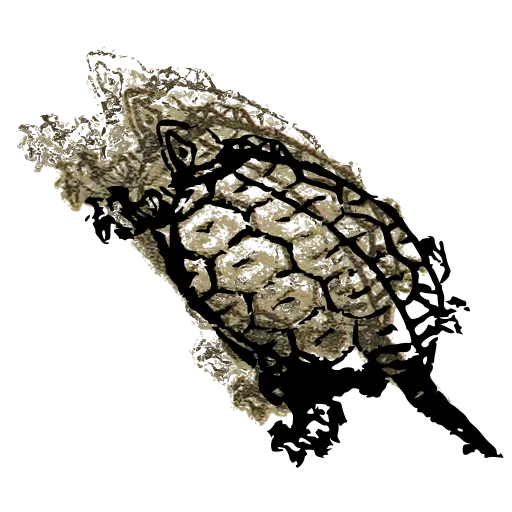 Turtle 02