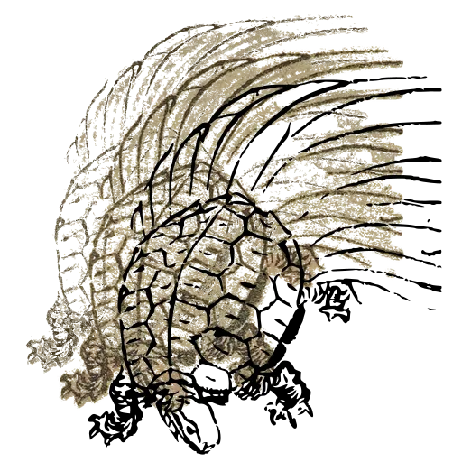 Turtle with a hairy tail 02