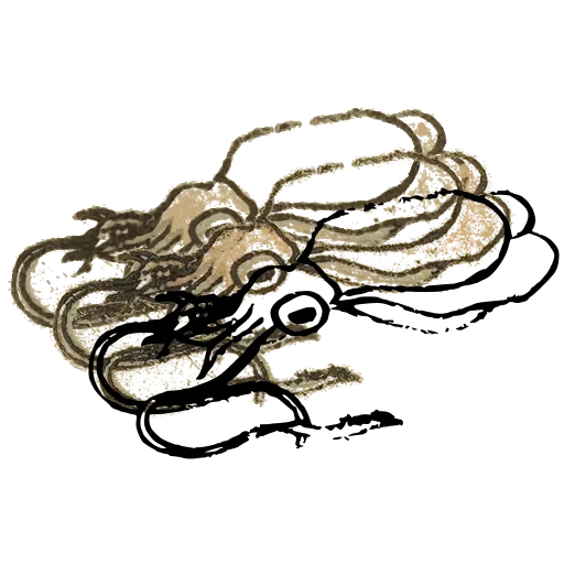 Squid