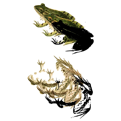Frog and belly view