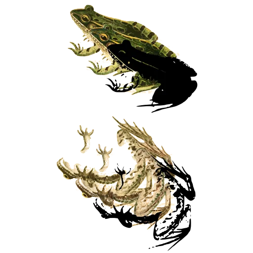 Frog and belly view