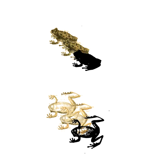 Two small frogs