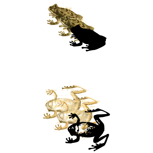 Two small frogs