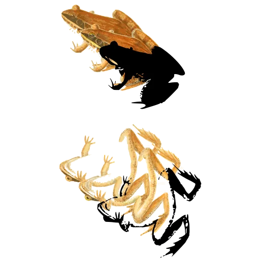 Small frog and belly view
