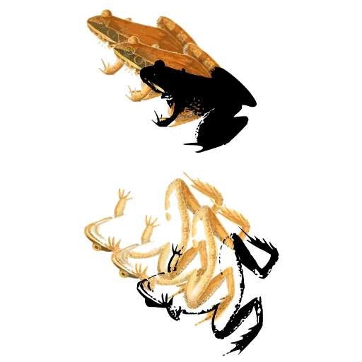 Small frog and belly view