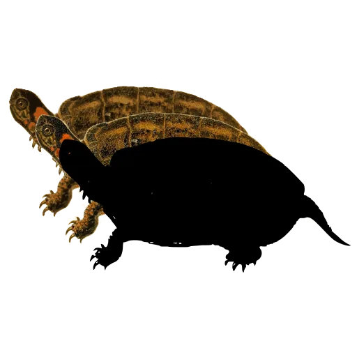 Pond turtle