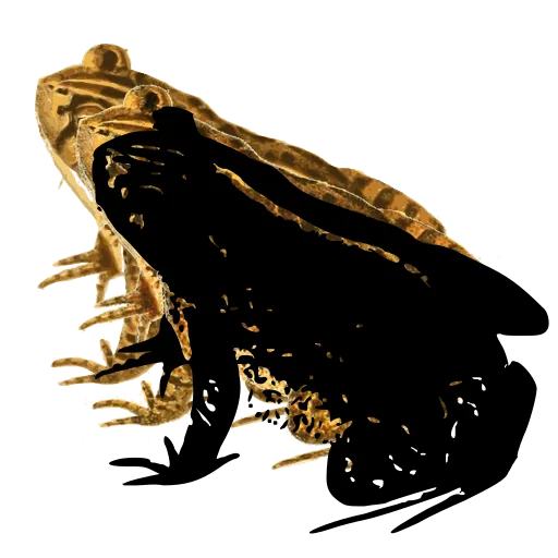 Sitting toad