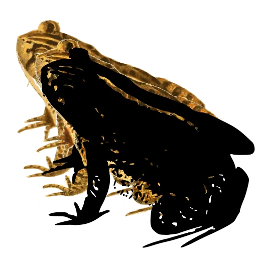 Sitting toad