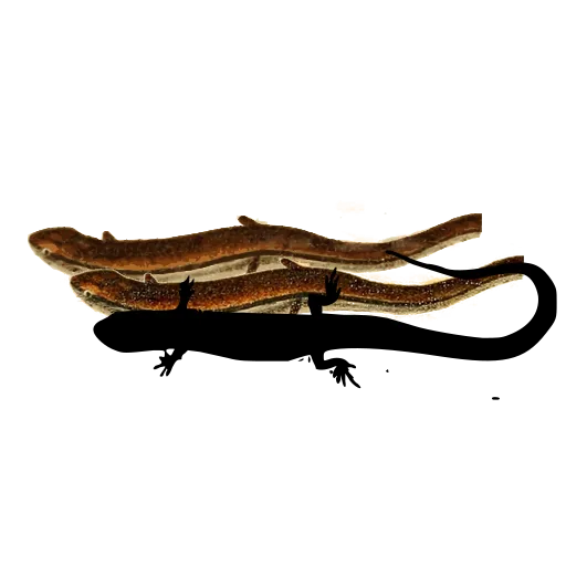 Long tailed salamander