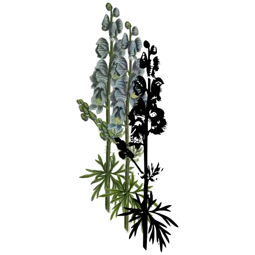 Monkshood spike
