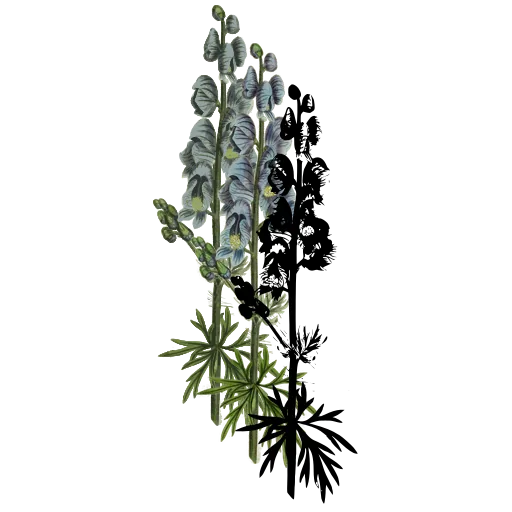 Monkshood spike