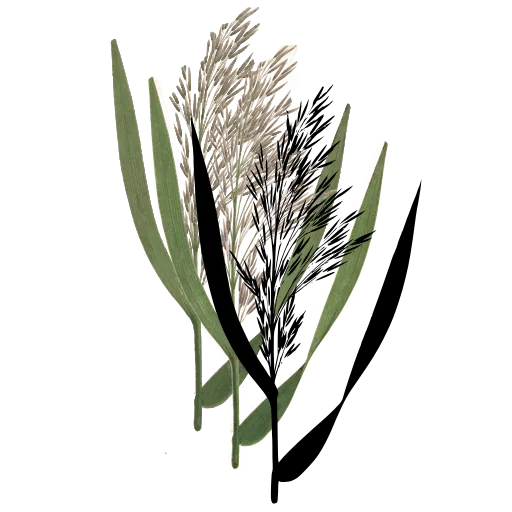 Reed with feathery plume