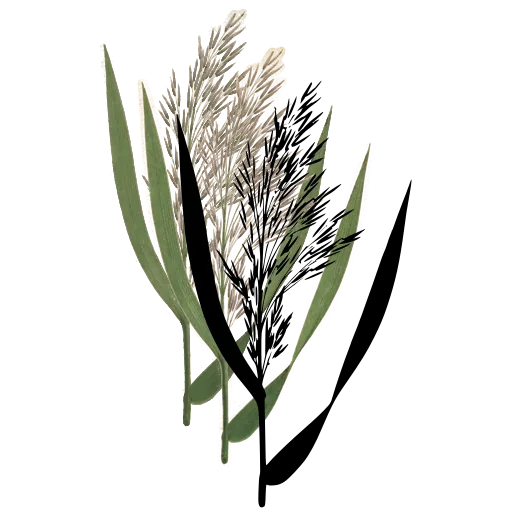 Reed with feathery plume