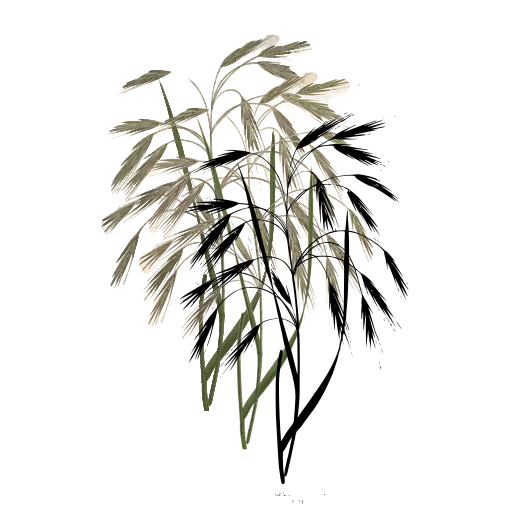 Brome grass with drooping spikelets