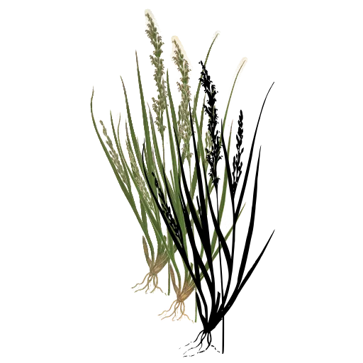 Tufted grass with fine spikes